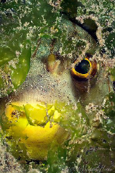 Narrow-lined puffer (Arothron manilensis) hiding. Nikon D... by Michael Henke 